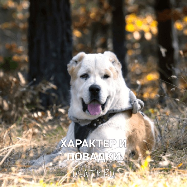 Характер и повадки алабаев