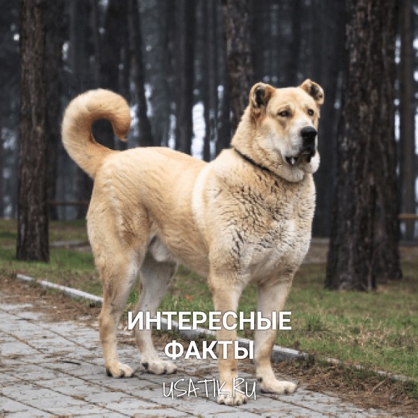 Интересные факты об алабаях