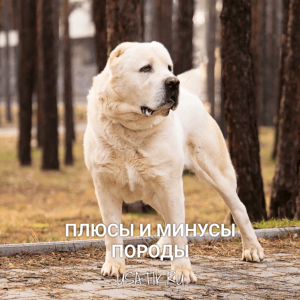 Плюсы и минусы алабаев