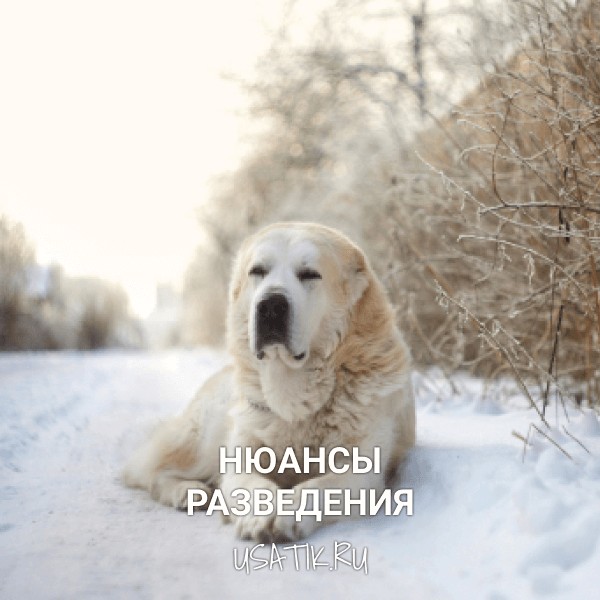 Разведение алабаев