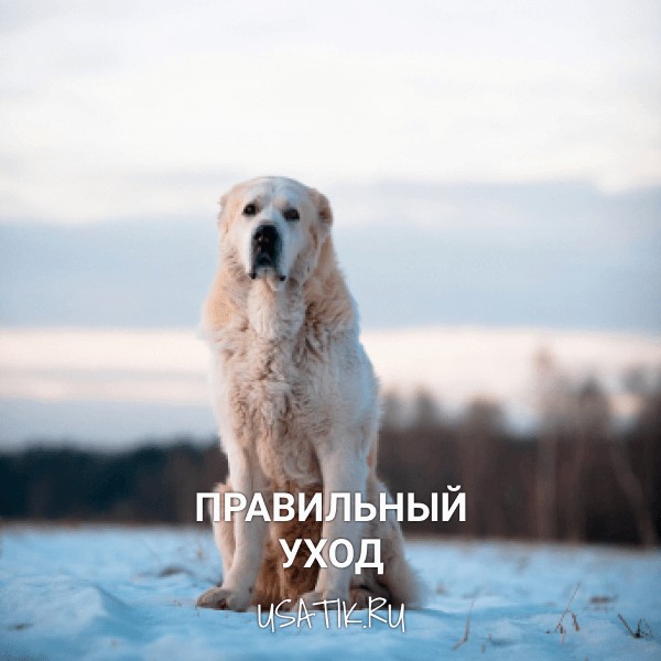 Уход за алабаями