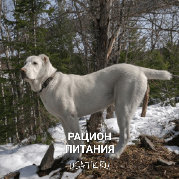 Рацион питания алабаев