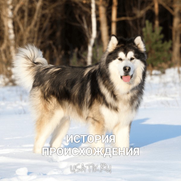 История происхождения аляскинских маламутов