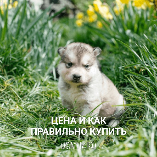 Аляскинский маламут - цена и как правильно купить