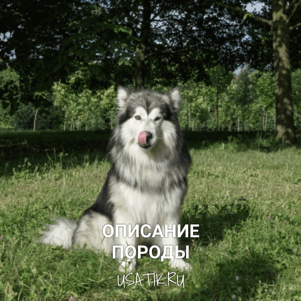 Аляскинский маламут - описание породы