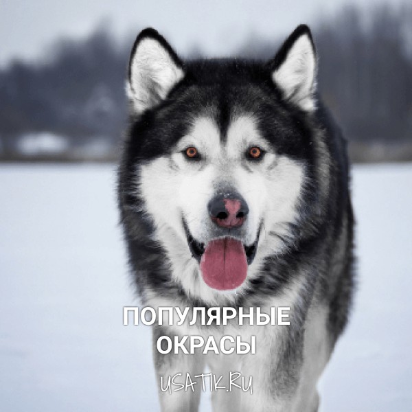 Популярные окрасы аляскинских маламутов