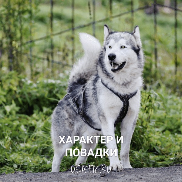 Характер и повадки аляскинских маламутов