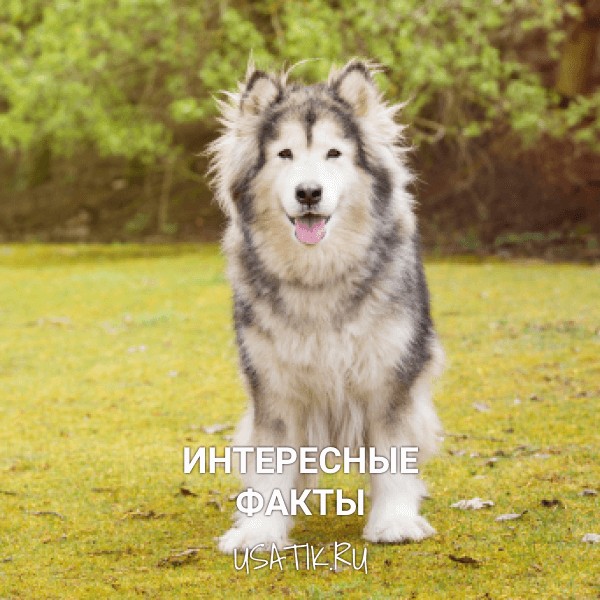 Интересные факты об аляскинских маламутах