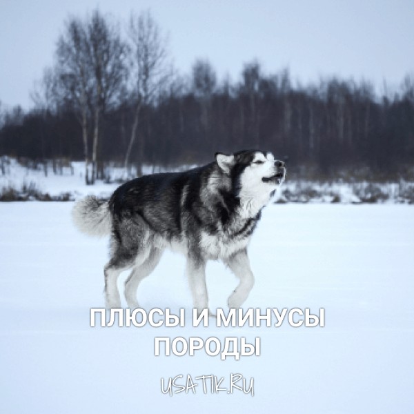 Плюсы и минусы аляскинских маламутов