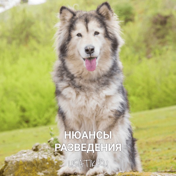 Разведение аляскинских маламутов
