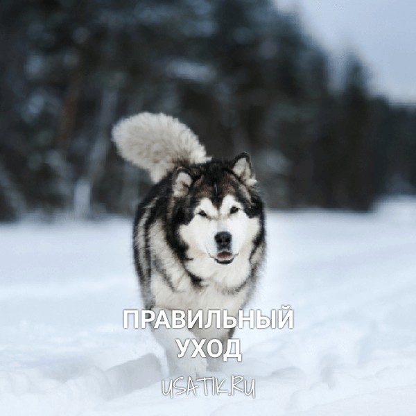 Уход за аляскинскими маламутами