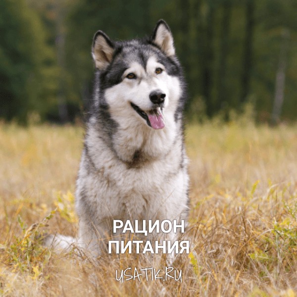 Рацион питания аляскинских маламутов