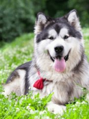 Аляскинский маламут