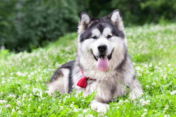 Аляскинский маламут