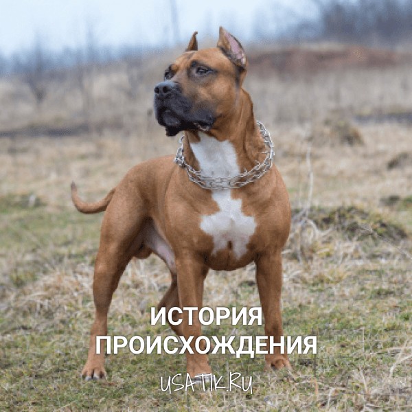 История происхождения американских стаффордширских терьеров