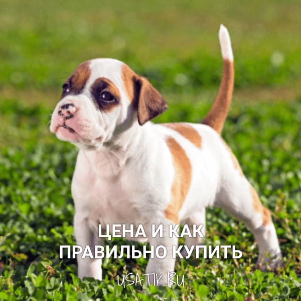 Американский стаффордширский терьер - цена и как правильно купить