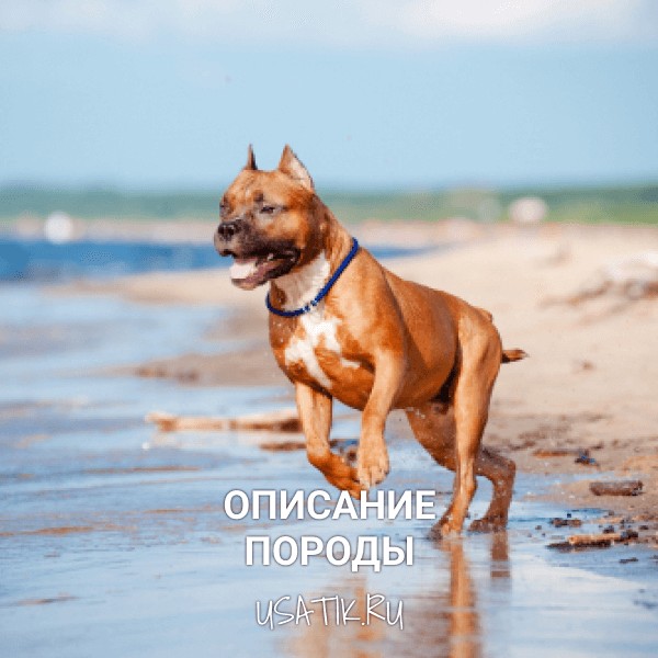Американский стаффордширский терьер - описание породы