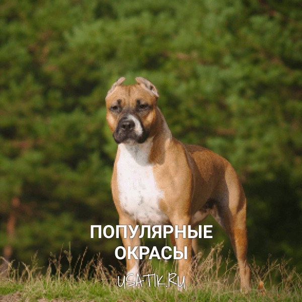 Популярные окрасы американских стаффордширских терьеров