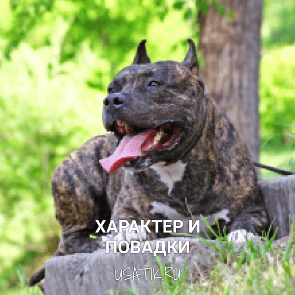 Характер и повадки американских стаффордширских терьеров