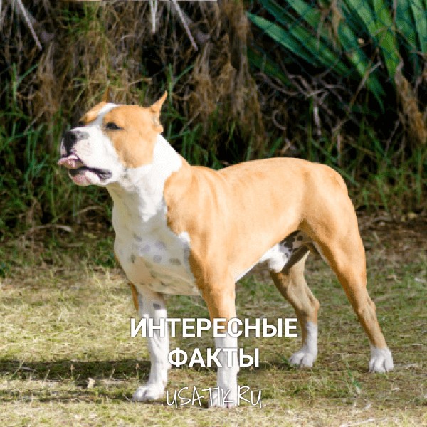Интересные факты об американских стаффордширских терьерах