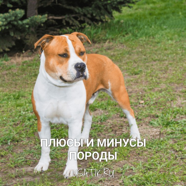 Плюсы и минусы американских стаффордширских терьеров