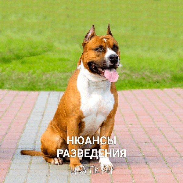 Разведение американских стаффордширских терьеров