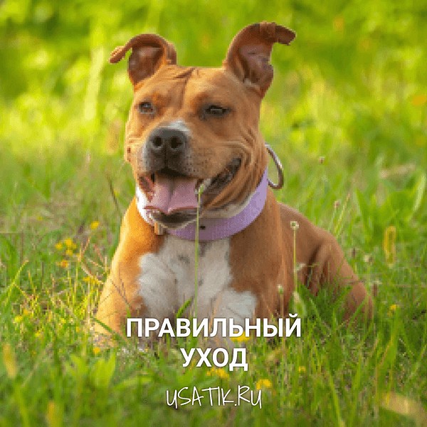 Уход за американскими стаффордширскими терьерами