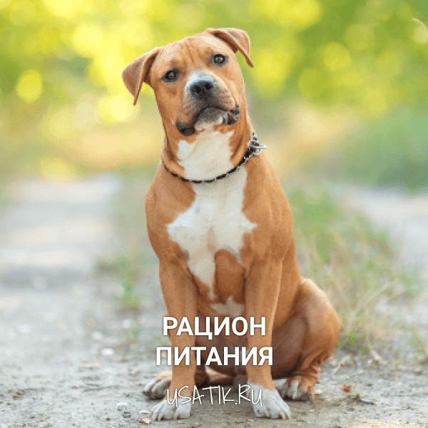 Рацион питания американских стаффордширских терьеров