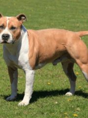 Американский стаффордширский терьер