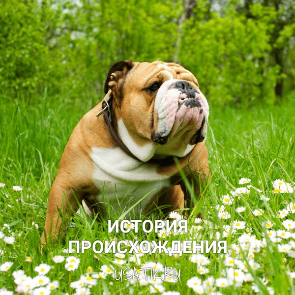 История происхождения английских бульдогов