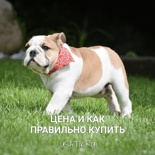 Английский бульдог - цена и как правильно купить
