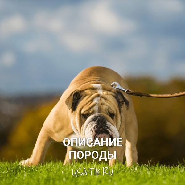 Английский бульдог - описание породы