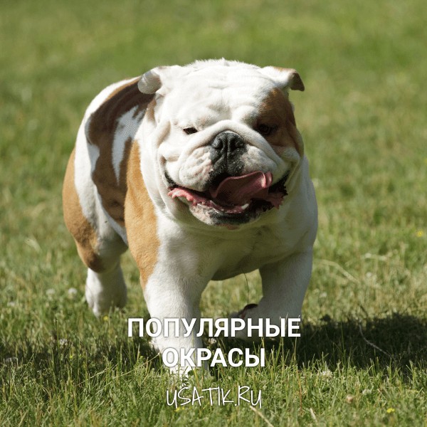 Популярные окрасы английских бульдогов