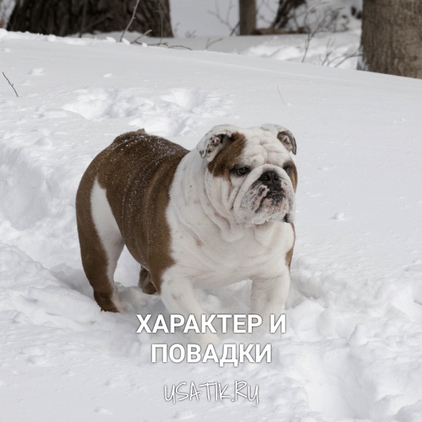 Характер и повадки английских бульдогов