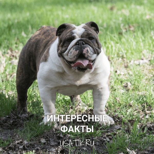 Интересные факты об английских бульдогах