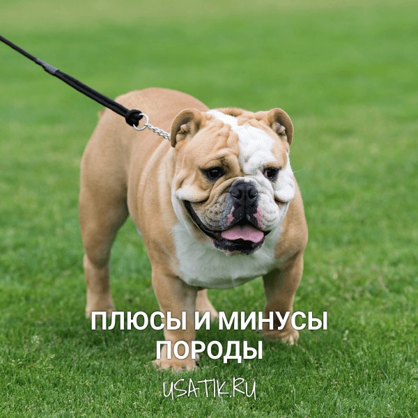 Плюсы и минусы английских бульдогов