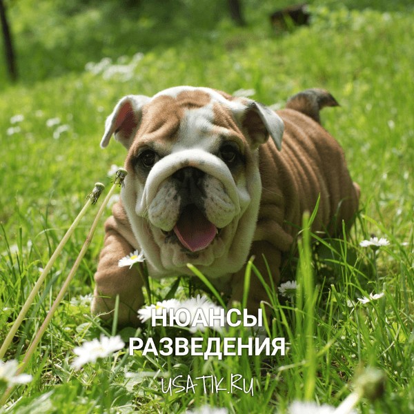 Разведение английских бульдогов