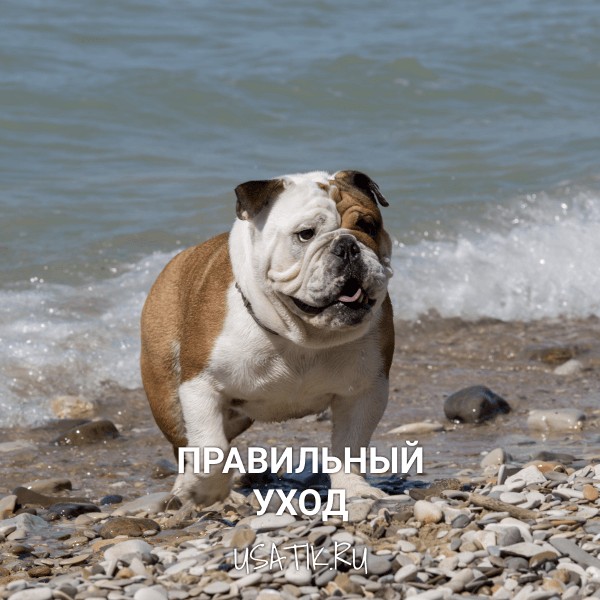 Уход за английскими бульдогами