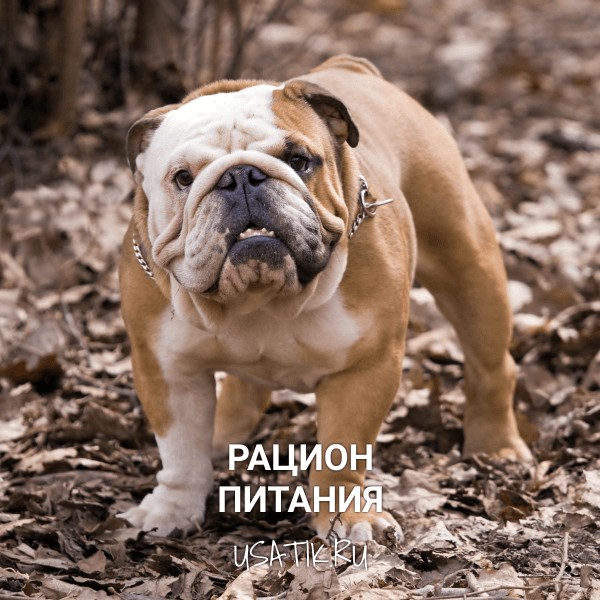 Рацион питания английских бульдогов
