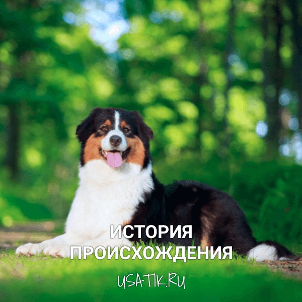 История происхождения австралийских овчарок
