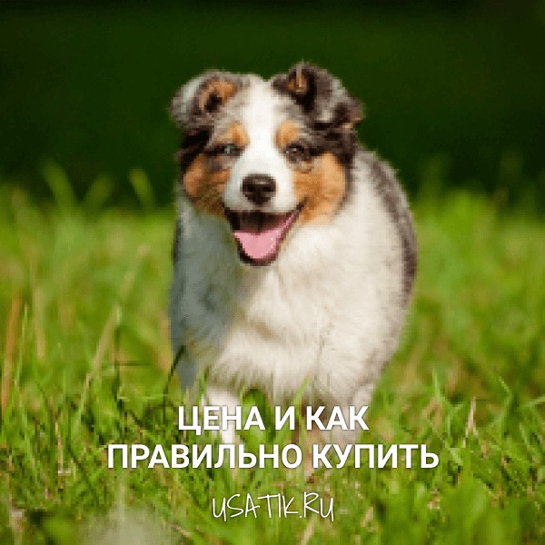 Австралийская овчарка - цена и как правильно купить