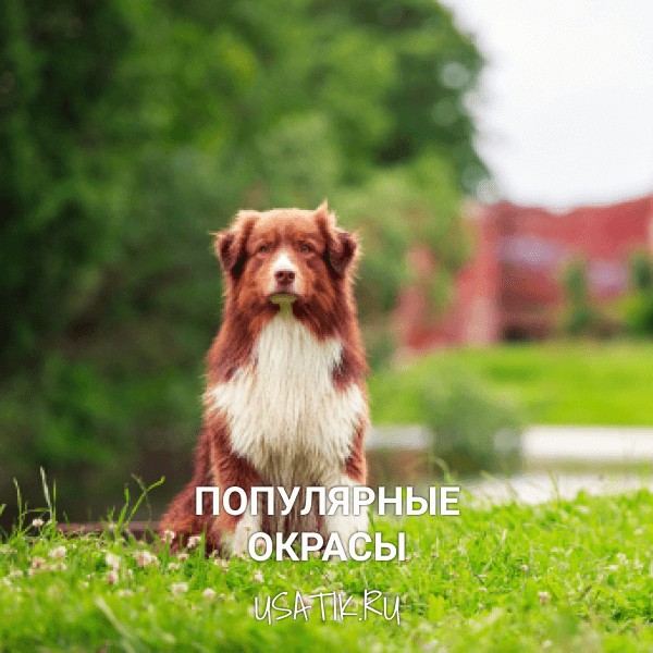 Популярные окрасы австралийских овчарок
