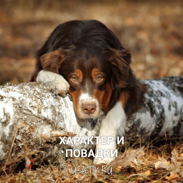 Характер и повадки австралийских овчарок