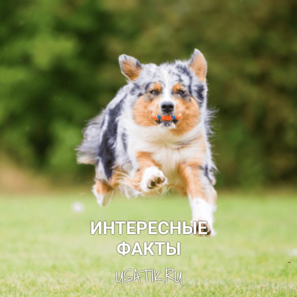 Интересные факты об австралийских овчарках