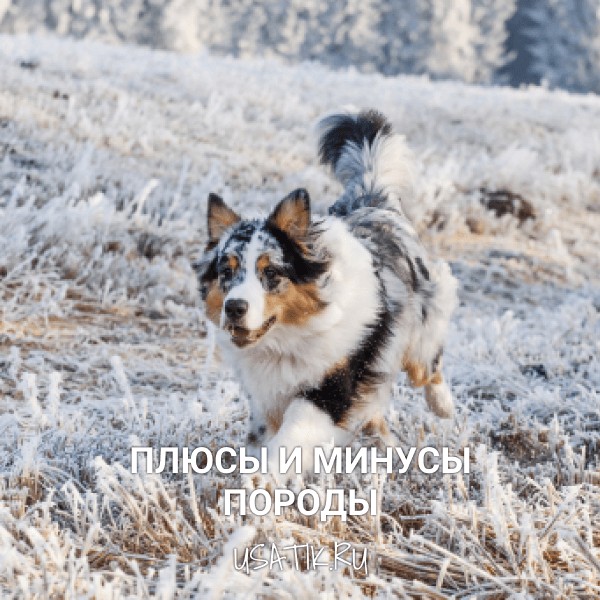 Плюсы и минусы австралийских овчарок