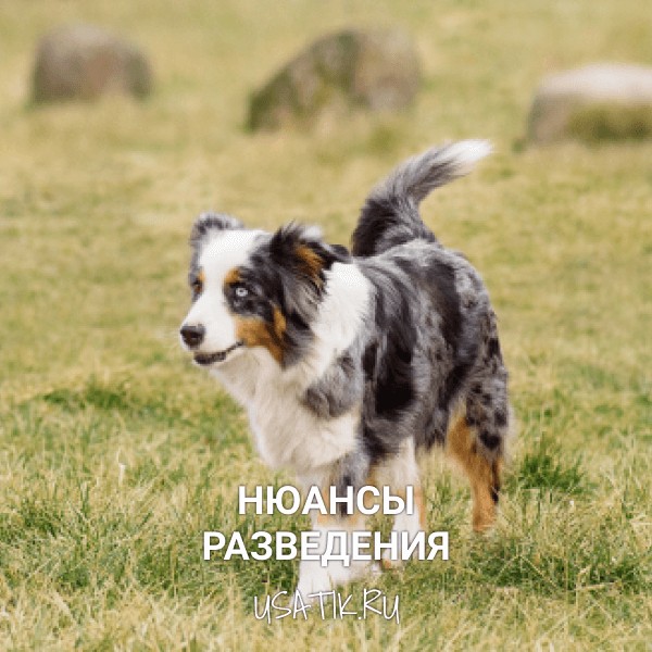 Разведение австралийских овчарок