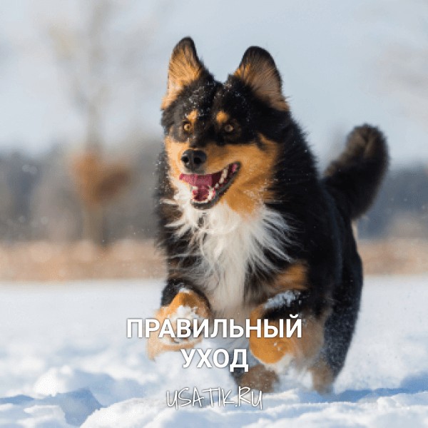 Уход за австралийскими овчарками