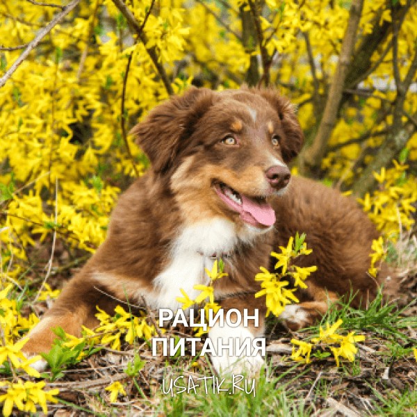 Рацион питания австралийских овчарок