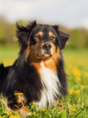 Австралийская овчарка