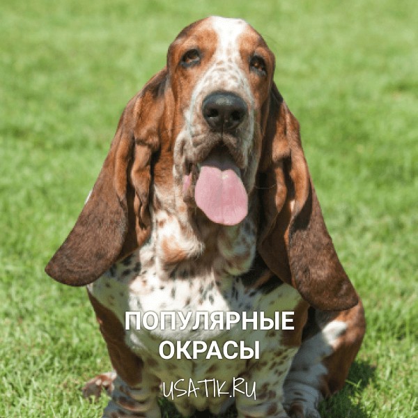 Популярные окрасы бассет-хаундов